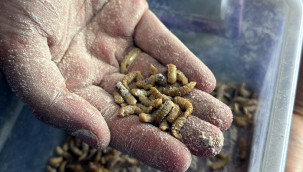 Un kurdu yetiştiriyor, haftalık 250 kilo talep var!