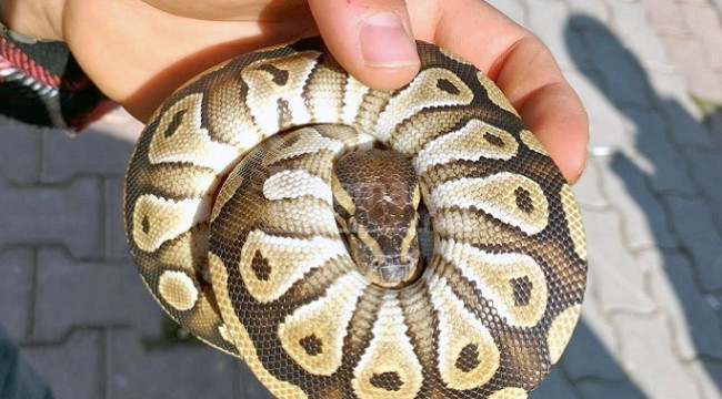 Cebinden yavru piton çıkan kişiye para cezası