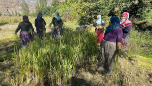 Geleneksel yöntemlerle hasat ediliyor, kilosu 150 lira