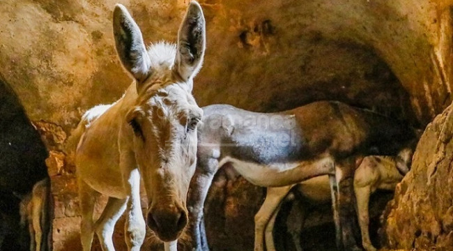 Kadrolu eşekler emekli edilecek