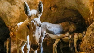 Kadrolu eşekler emekli edilecek