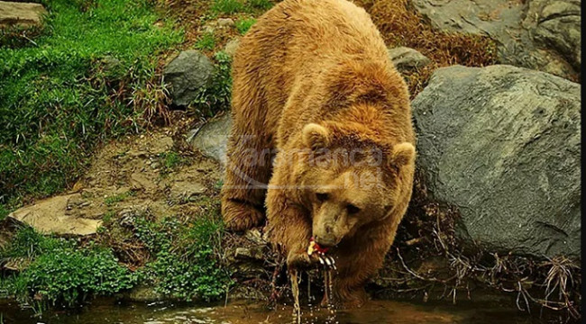 Profesörden popülasyonu 5 kat artan ayılar için 'kontrollü avlanma' önerisi