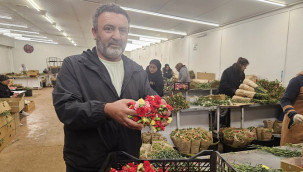 Avrupa Birliği tabak kırmayı yasaklayınca milyonlar kazanmaya başladılar