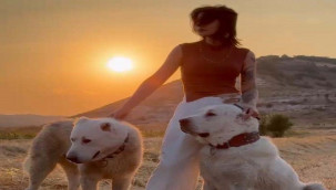 Türk çoban köpeklerini dünyaya tanıtıyor