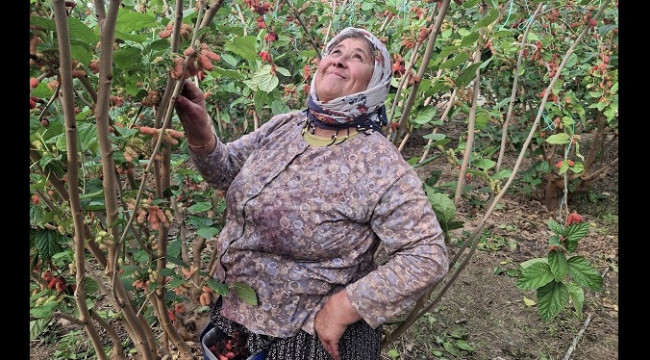 Yüzde 70'i Dubai'ye gönderiliyor, hasat başladı