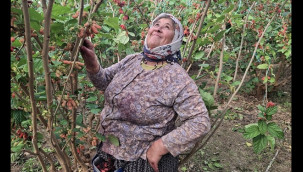 Yüzde 70'i Dubai'ye gönderiliyor, hasat başladı