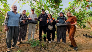 Kilosu 130 liradan alıcı bulunca üretici memnun