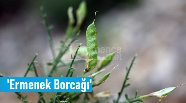 Toroslar'da yeni bitki türü keşfi: 'Ermenek Borcağı'