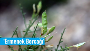 Toroslar'da yeni bitki türü keşfi: 'Ermenek Borcağı'