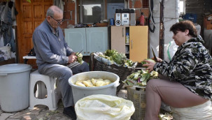 65 liradan satılıyor, ilçede hasadı başladı