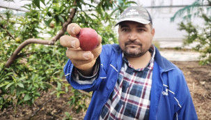 Kilogram fiyatı ikinci hasatta düştü, 500 liradan satılıyor
