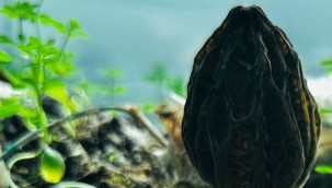 Kilosu 5 bin lira, isteyen üretim eğitimi alabilecek