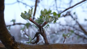 Elma üreticisi, zirai dona karşı 'Spring' yöntemini uyguladı