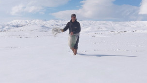 Karla kaplı tarlaya yonca ekti