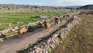 Yörüklerin 20 gün süren yayla göçü başladı