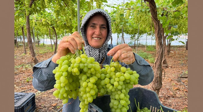 İlk hasadı yapılan üzüm, kilosu 600 TL'ye ihraç edildi