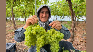 İlk hasadı yapılan üzüm, kilosu 600 TL’ye ihraç edildi
