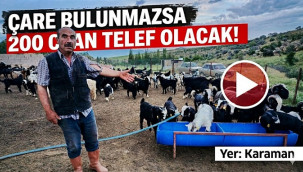 Çare bulunmazsa 200 can telef olacak!