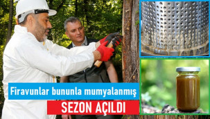 Sığla yağı ve Sığla Buhuru üretimi başladı
