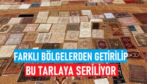 Türkiye'nin farklı bölgelerinden getirilip, 100 dönümlük araziye seriliyor