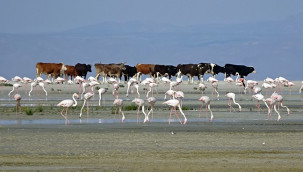 Tuz Gölü'nde 5 bin yavru flamingo kuluçkadan çıktı