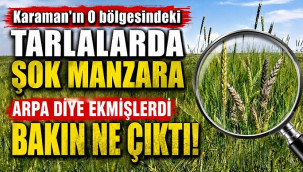 Karamanlı çiftçi şaşkın, tarladaki ürün başka çıktı!