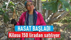 Dalında 150, kurutulunca kilosu 800 lirayı buluyor