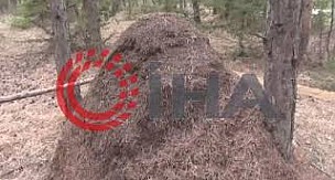 Türkiye'nin O ilinde bulundu