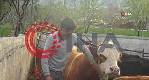 Ermenekli gencin boğa üzerinde rodeo denemesi